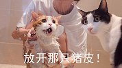 猪皮猫被拖去洗澡，分哥急得嗷嗷叫，浴室差点拆掉！