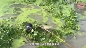 小伙听见沼泽传来异响，果断下水查看，竟意外收获上百斤鱼王