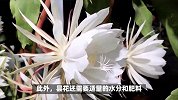 昙花的养殖方法和注意事项