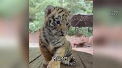 虎崽躺地上被工作人员打头呲水，令其站起来与游客拍照？园方回应