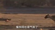 胡狼挑战三只鬣狗！想从鬣狗的眼皮下偷食物？