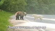 一男子出门遇黑熊，狗子示意主人退后勇敢对抗，有我在别怕