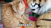 当猫咪遇到老虎，怂到给老虎按摩？