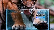 近距离接触百兽之王，放慢看老虎喝水
