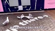 海鸥大声嘲笑掉下去的同伴，网友-像极了我的朋友们