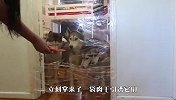 用保鲜膜把门封住，4只哈士奇会怎么做？网友：血统不错！