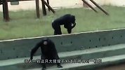 猩猩模仿饲养员走路上瘾，走出六亲不认的步伐，走姿潇洒让人感到好笑