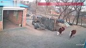 运牛车一个转弯，车厢直接“甩”丢，车上3头牛下车“逃跑”