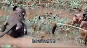 猴子在河边游泳，突然意外发生，脖子被鱼钩钩住