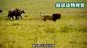 母狮想吃牛肉，狮王为了爱情不顾安危，独自挑战野牛