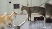 两只蠢猫站在墙头撕逼，真刺激把狗都吓跑了