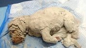 三个月大狗狗浑身涂石膏被遗弃 双目已失明