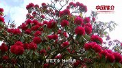 中国推介——百里杜鹃