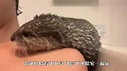 水獭和主人在浴室嬉闹，女朋友敢怒不敢言，网友：气人！