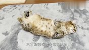 铲屎官在家做爆米花，猫咪被吓到怀疑猫生，太逗了哈哈