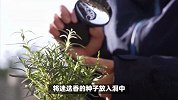 迷迭香的养殖方法和注意事项