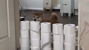 卫生纸墙障碍挑战！3只柴犬能成功通过吗？看完忍住别笑