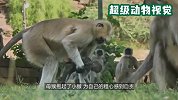 “机器猴”混入猴群，拍摄下猴群不为人知的一幕，太感人！