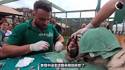 给老虎的牙齿做根管治疗，没想到情况远比想象中严重！
