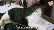 小猫咪太粘人了，女孩想写作业都不让，直接压在身上不起来
