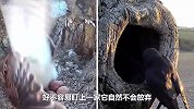 寒鸦趁红隼夫妇外出！直接生吞鸟蛋，看鸟妈怎么收拾它