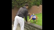 身着勇士球衣的灵性小狗！头球助攻助飞主人