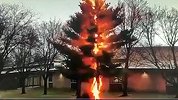 美国一高校内树木被闪电击中 耀眼红光闪过大树瞬间解体倒地