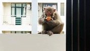 学生返校后发现宿舍里出现猴子 校方：别打扰猴哥，你们打不赢的