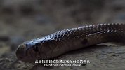 孟加拉眼镜蛇猎食现场，不管猎物怎么躲，它都能找到