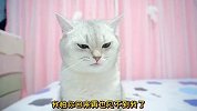 主人被隔离，猫咪自己在家好害怕