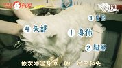 如何正确给狗狗洗澡？五步解决狗狗洗澡难题