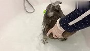 猫咪被铲屎官骗去洗澡，气的整个猫都不好了，看完憋住别笑