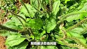 “车前草”来了！泡水常喝，帮助解决这四类问题