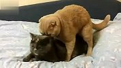 旅游-两猫古典式摔跤.黑猫落败后怒吼黄猫