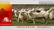 英国培育出免剪毛绵羊春季自动脱羊毛
