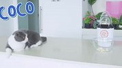 猫咪第一次看到爆米花机，反应太逗了，差点笑出眼泪