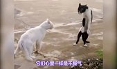 猫咪为什么没有狗狗听话？看完你就明白了