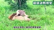 鬣狗被雄狮按在地上暴揍，哭爹喊娘，像极了小时候挨揍的你