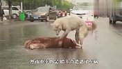 哈士奇遭遇车祸，同伴看到后，举动太让人难过了