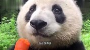 熊猫：我一个大熊猫，天天让我吃胡萝卜