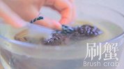 【美味食刻】-在吃蟹的季节 你需要一场美丽的“蟹”逅