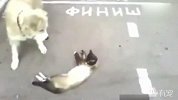 猫咪装死骗狗狗，经典重现猫和老鼠既视感！