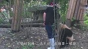 熊猫：抱大腿我是认真的，我选的腿都是好腿！场面笑爆了