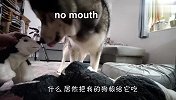 主人把食物给了别的狗，哈士奇不干了，场面笑爆了