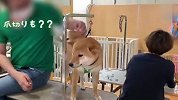 铲屎官骗柴犬出去玩，结果被带去剪指甲，搞笑的一幕发生了