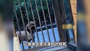 泰迪绝育3年仍跑宠物店门口叫嚣，店主：它天天来，一天最少来骂3次