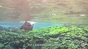 冬季，来冰岛潜水吧！