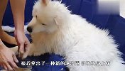 主人用泥巴给狗狗洗澡，这是什么套路？结局意外了