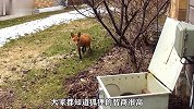 狐狸在房子下生娃，却被这家人误伤，为了救孩子它也是拼了！