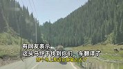 车子在山路与马群“狭路相逢”，头马上前与车辆理论，东北话爆笑解说